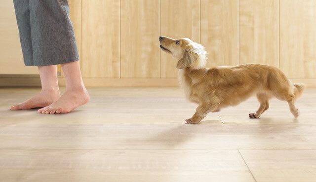 和歌山で注文住宅を建てたい方必見！ペットと暮らすための家とは？