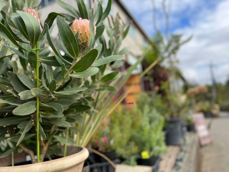 庭の完成も楽しみなモデルハウス