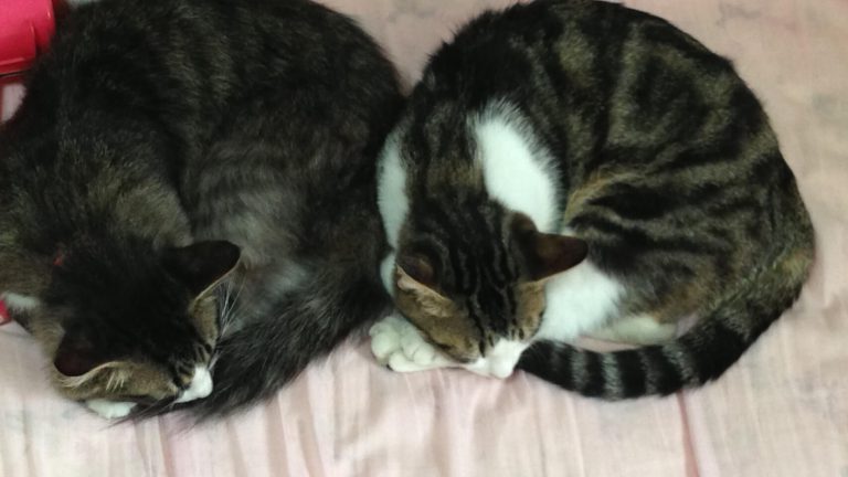 アンモニャイト