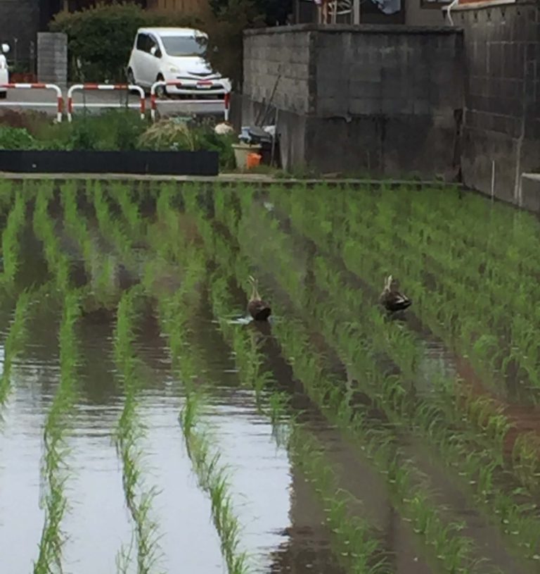 田んぼの季節になりました