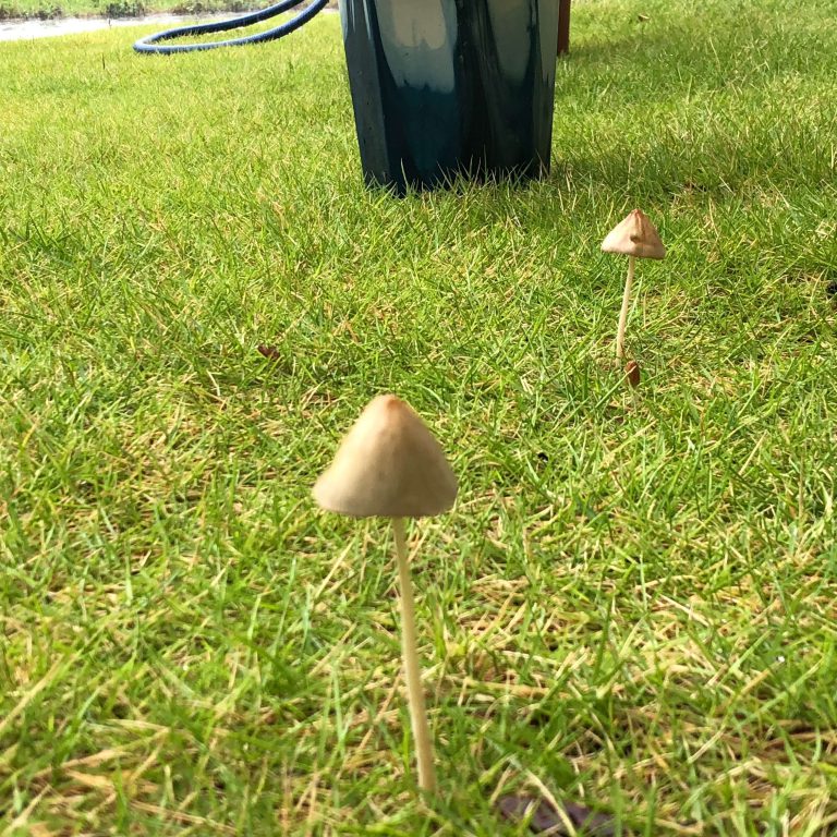 ドコノコキノコ