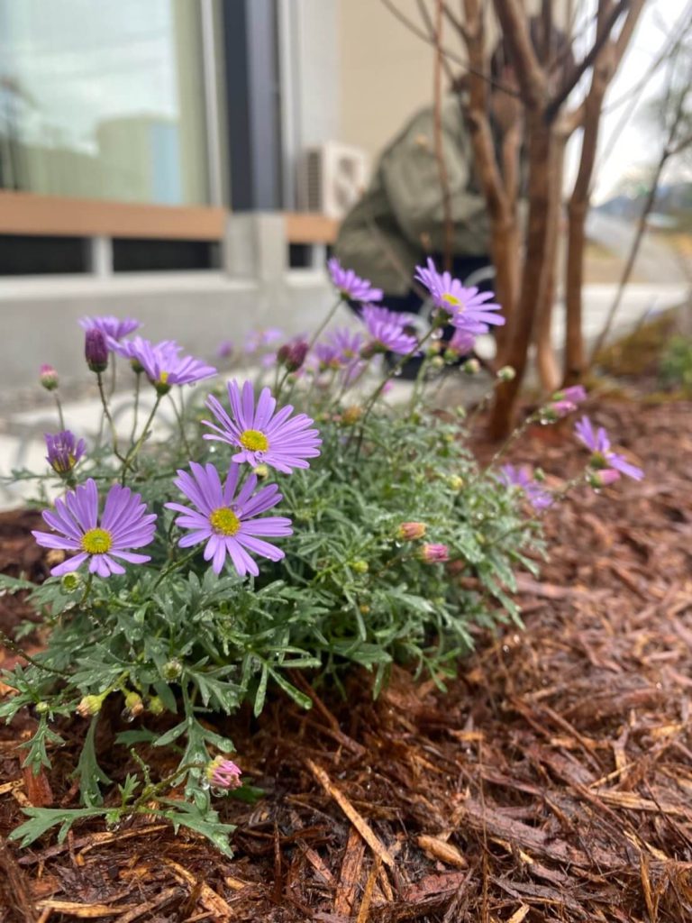 園芸サークルはじめました🌱