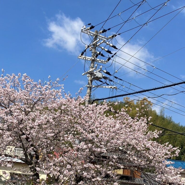 春＝桜と採用