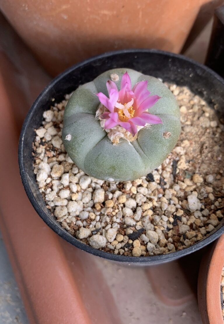 棘があって丸くて魅力的