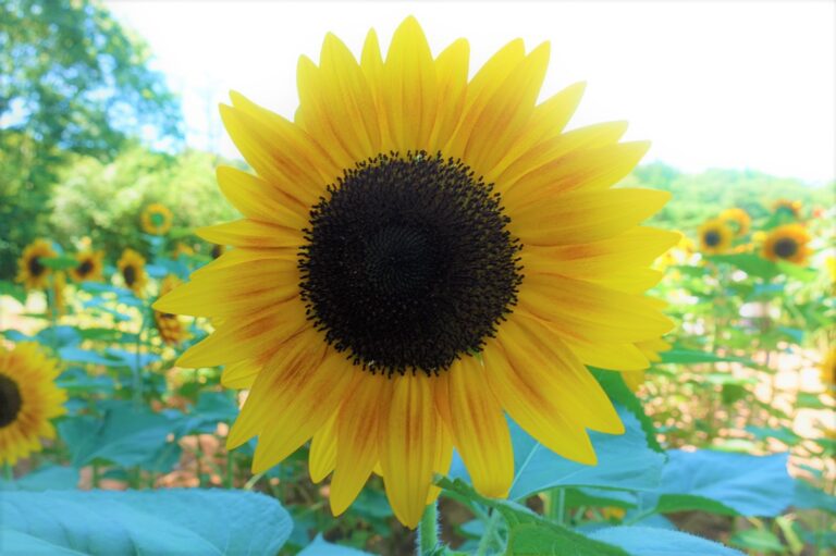 ひまわり畑