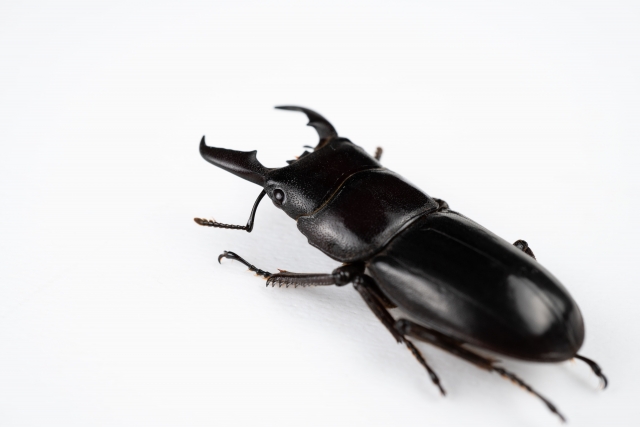 「連日の来訪者」