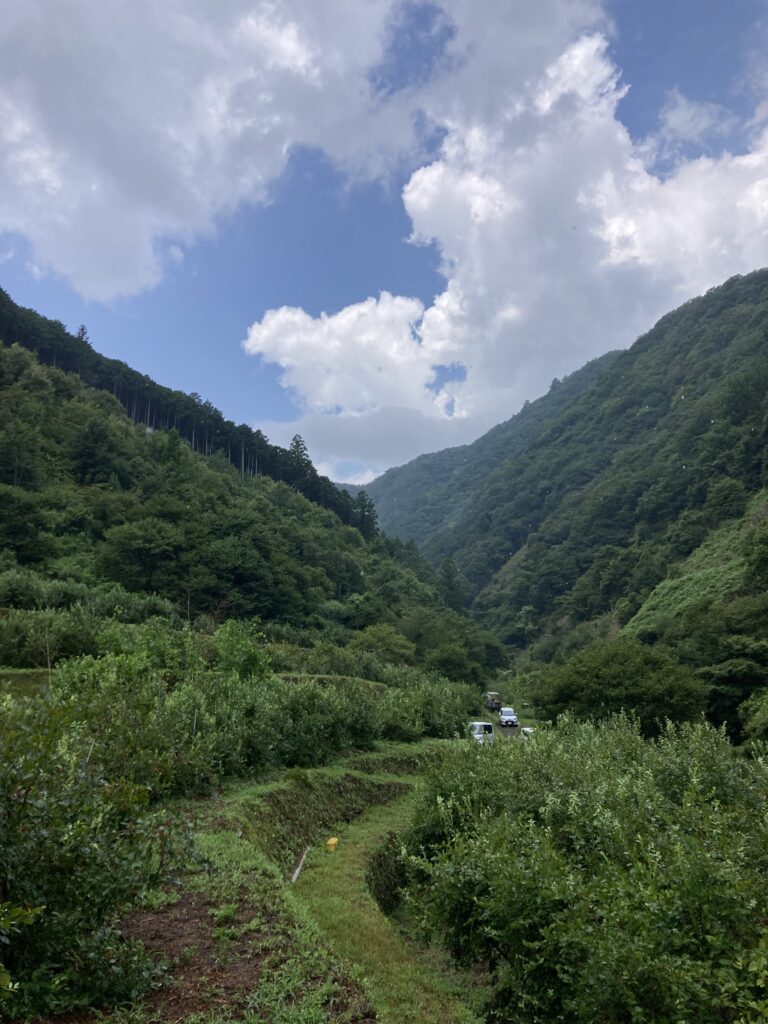 『夏の楽しみ』