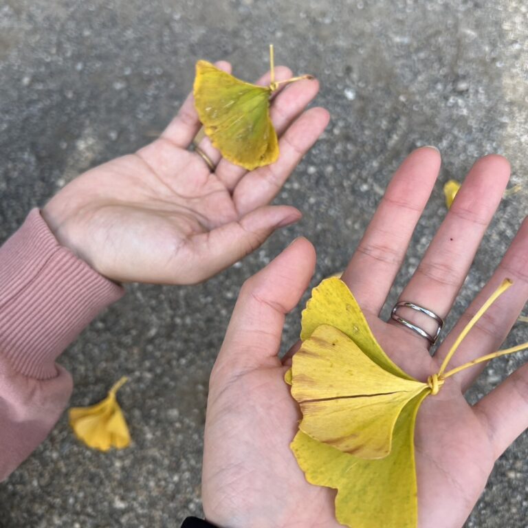 銀杏を楽しむ♪