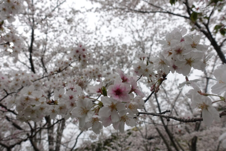 お花見in平草原