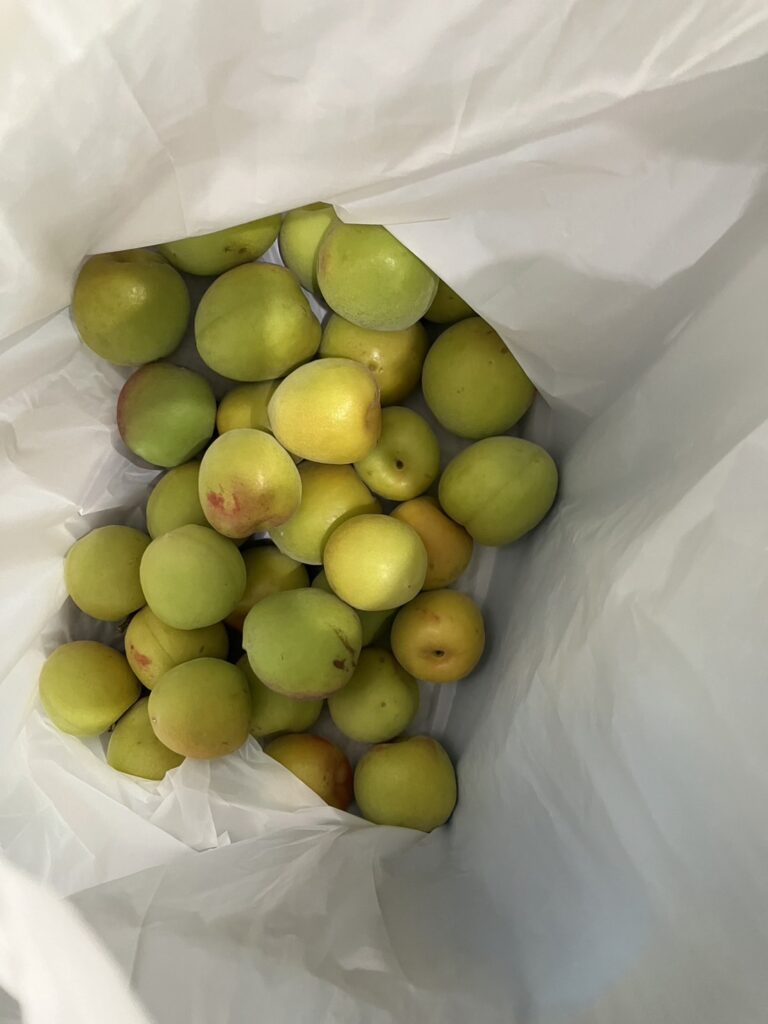 2024年も残り半分(; ･`д･´)