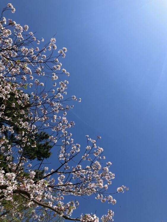 季節を楽しむ(^^♪