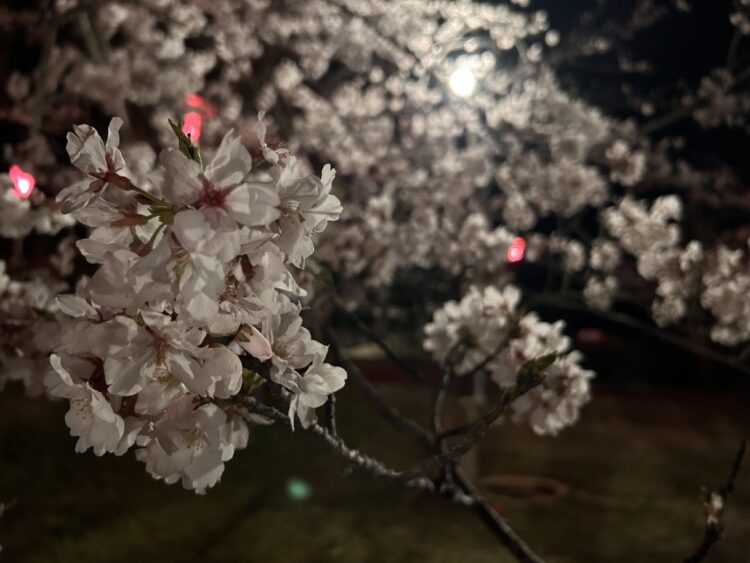 佐藤のお出かけ日記30🍒