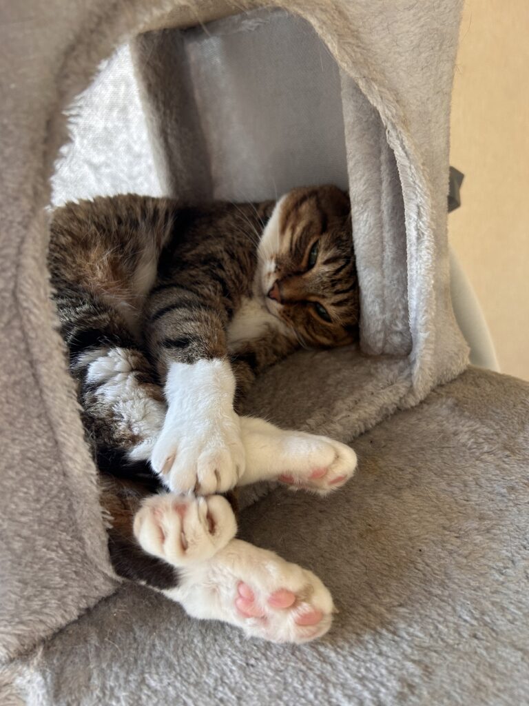 我が家のお猫さま🐈