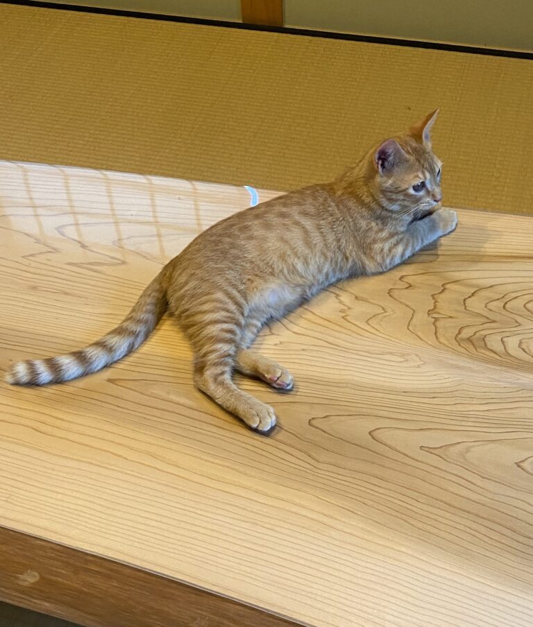 高垣の日々、日々。～ペットも家族～